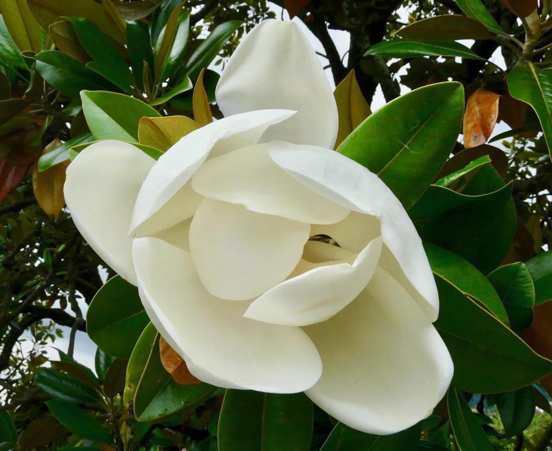 Magnolia : Superbe Deux-Pieces Quartier Du Chateau Pau Dış mekan fotoğraf